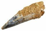 Fossil Spinosaurus Tooth - Real Dinosaur Tooth #326234-1